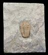 Ordovician Euloma Trilobite - Zagora, Morocco #45104-1